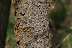 Strychnos potatorum
